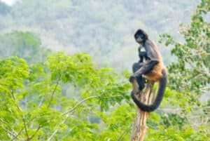 How Many Spider Monkeys Are Left In World