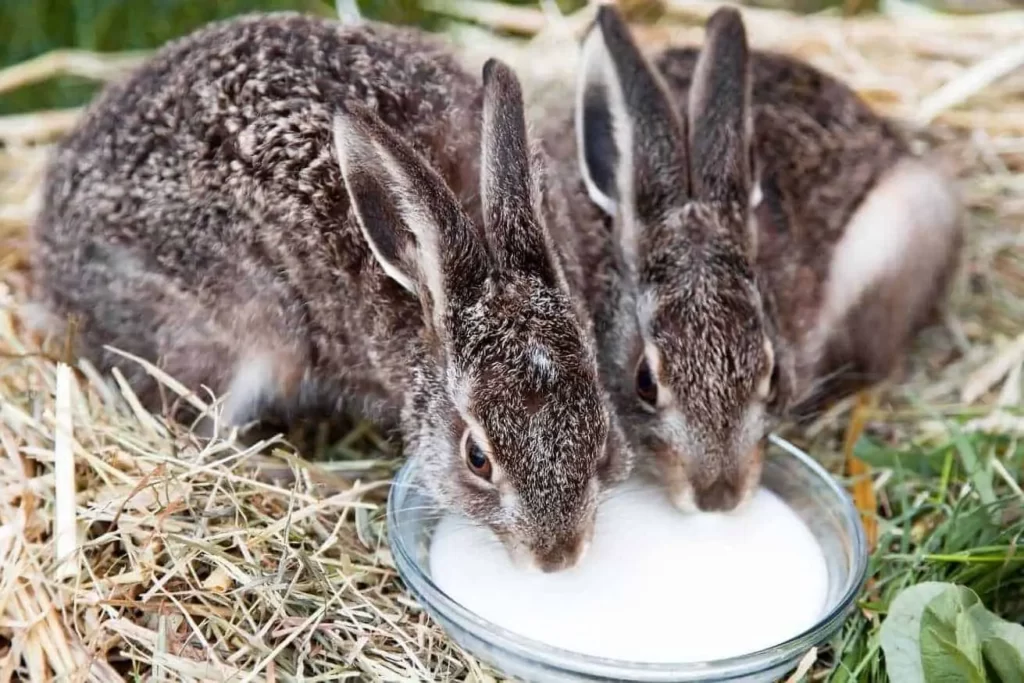 How do Rabbit's baby meet their dietary needs?