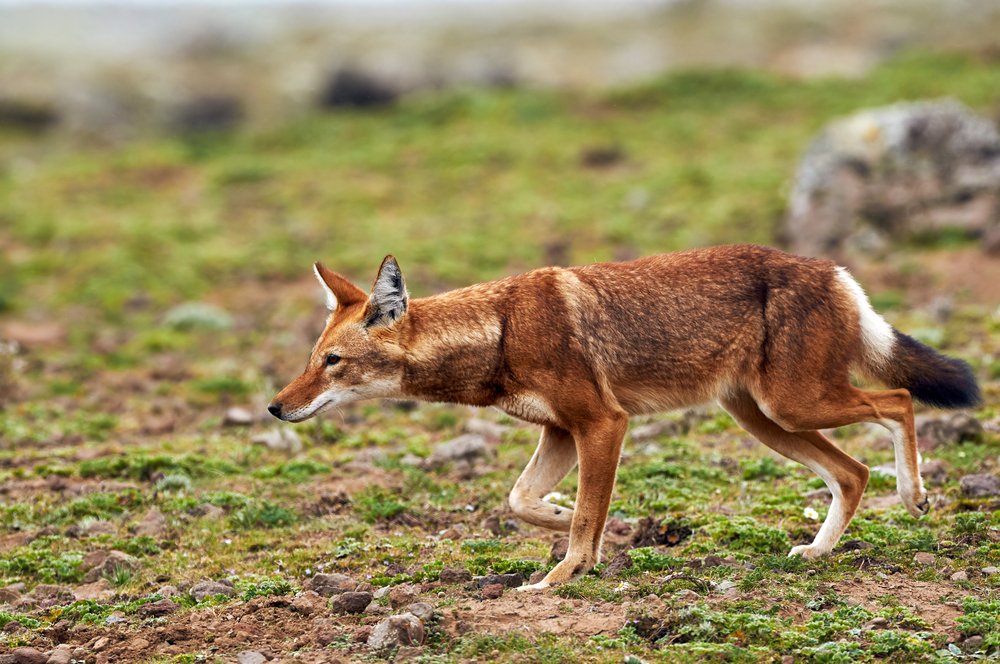 How Many Ethiopian Wolves Are Left In World?