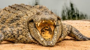 How Many Nile Crocodiles Are Left In World?