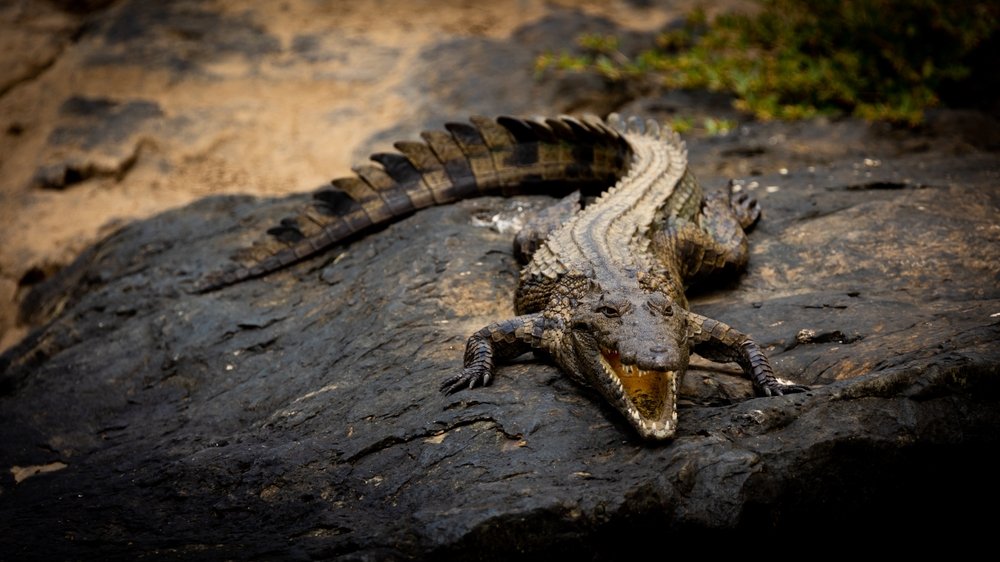 How Many Nile Crocodiles Are Left In World? Threats to Nile Crocodiles