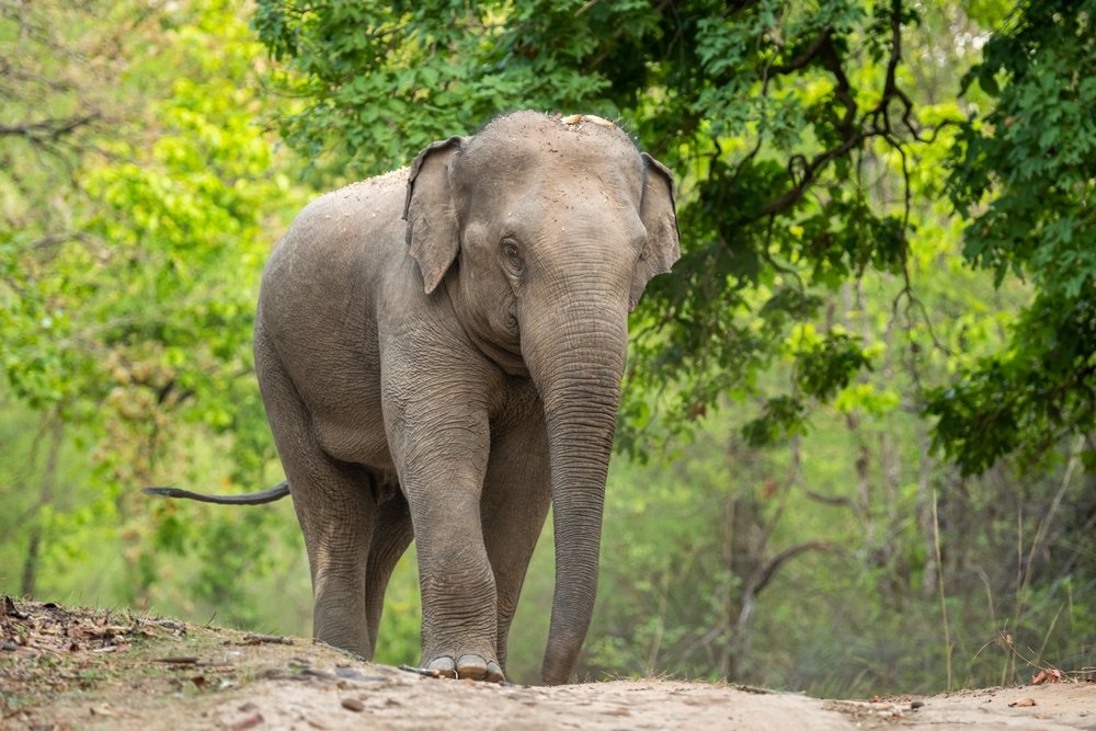 How Many Asian Elephants Are Left In World?