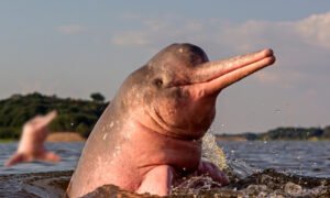 How Many Pink Dolphins Are Left In World?