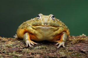 How Many Goliath Frogs Are Left In World?