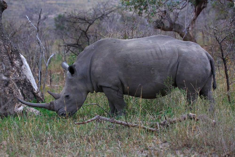 How Many Black Rhinoceros Are Left In World? Role of WWF