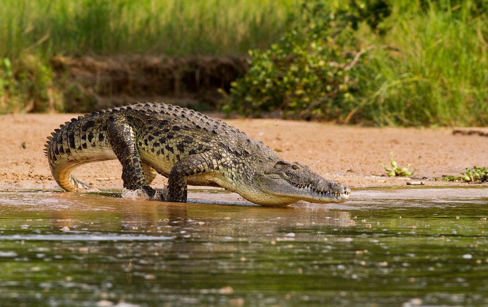 Nile Crocodile Habitat