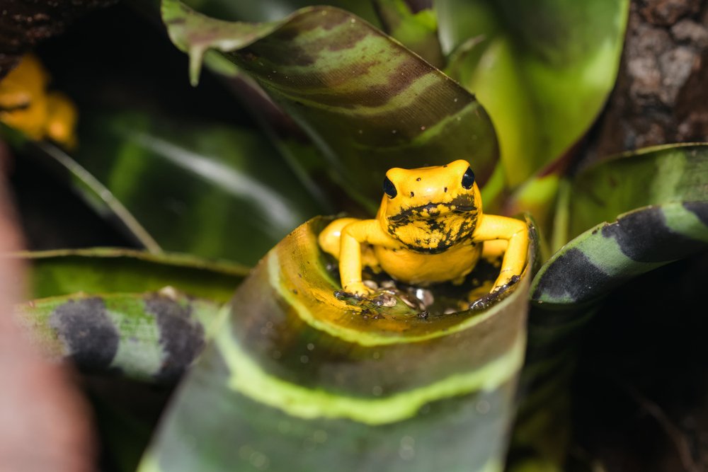 Interesting Facts About Golden Poison Frog