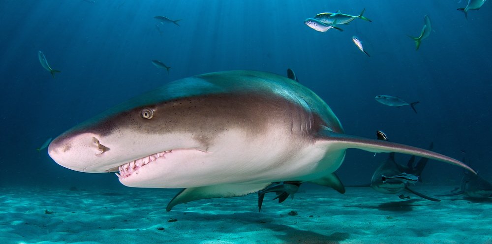 How Many Lemon Sharks Are Left In The World?
