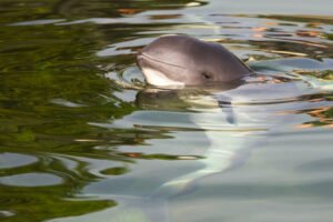 How Many Vaquita Are Left In The World