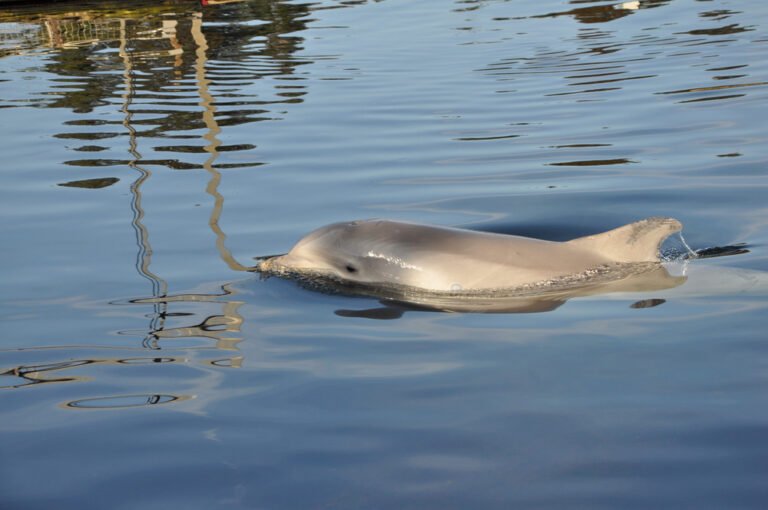 How Many Vaquita Are Left In The World