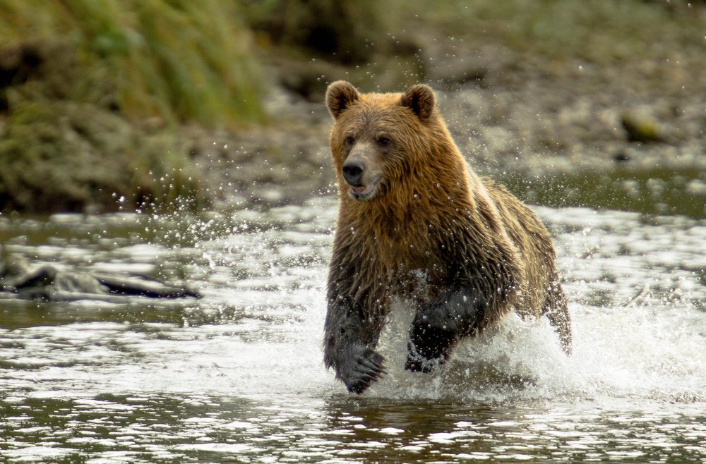 What Is The Diet And Behavior Of Grizzly Bears?