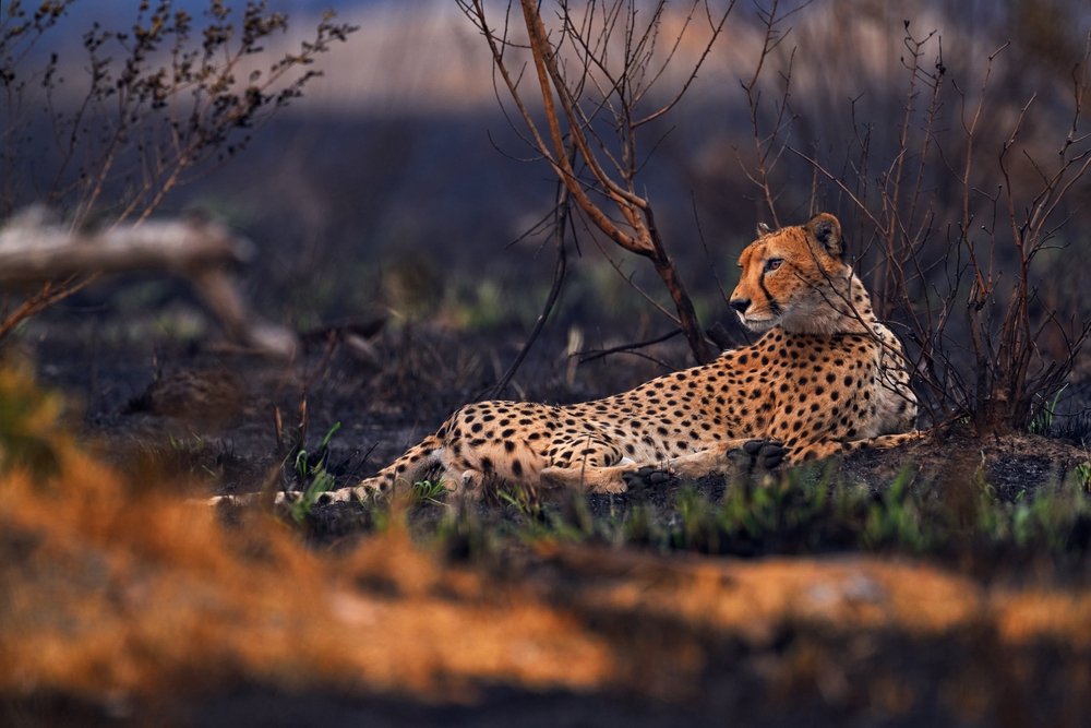 Role Of Cheetahs In Ecosystem