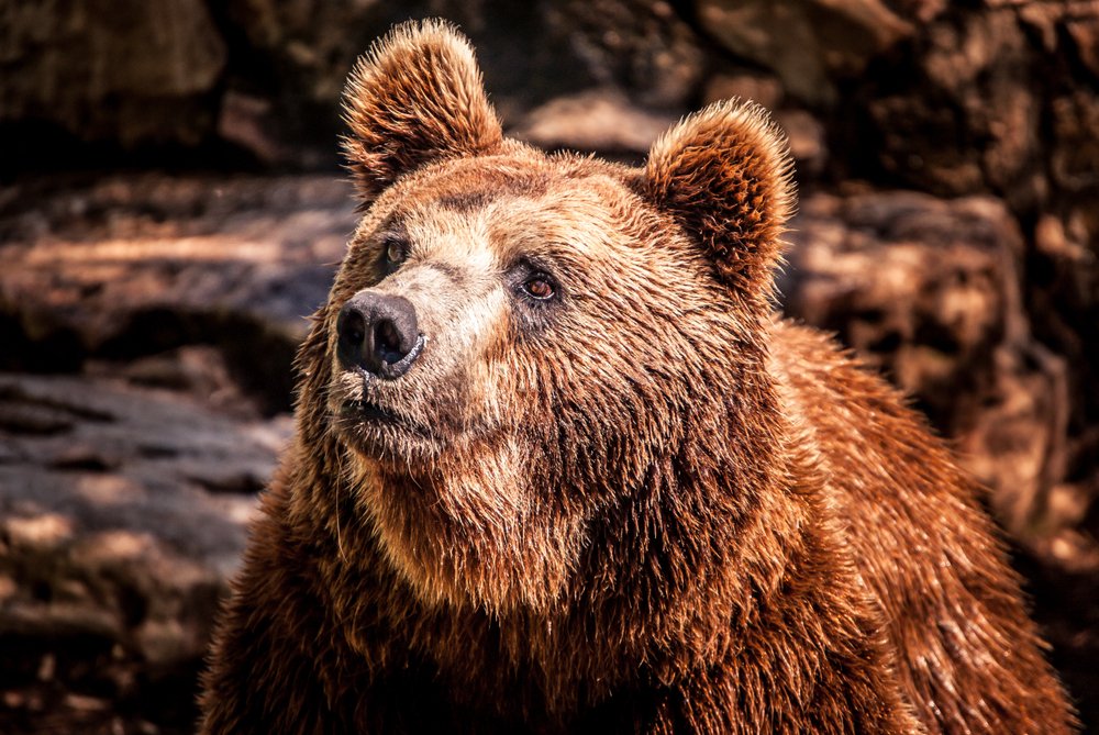 What Is The Natural Predators Of Grizzly Bears?