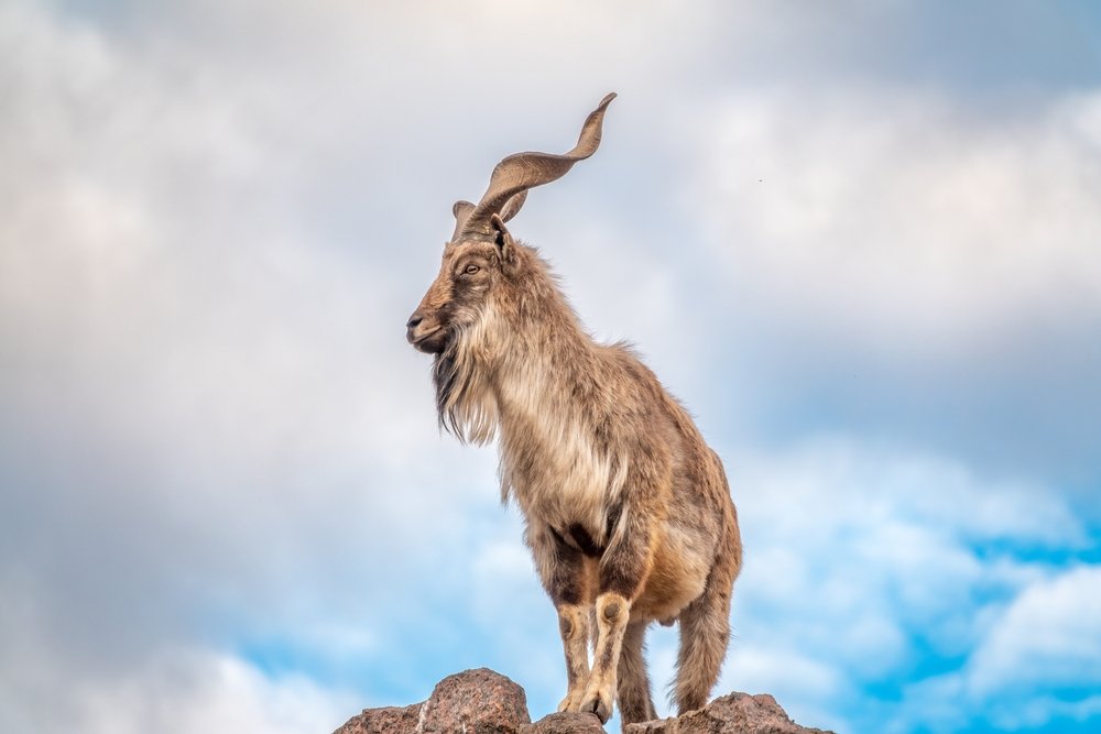 How Many Markhor Are Left In The World?