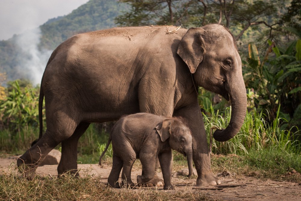 What Is The Current Population Trend Of Asian Elephants?