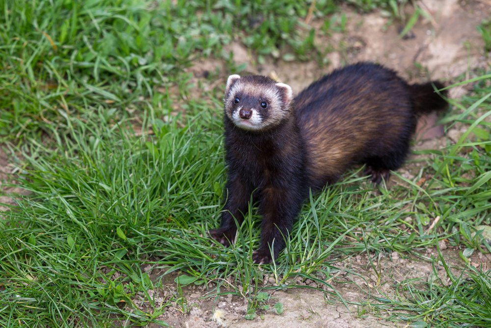 Threats to the Black Footed Ferret