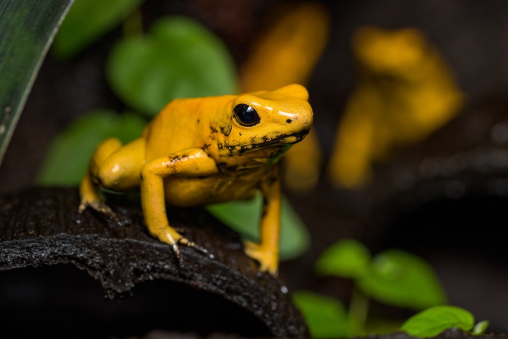 Population Of Golden Poison Frog Worldwide