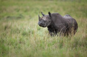How Many Black Rhinoceros Are Left In The World?