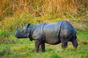 Globally One-horned Rhinos Population