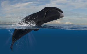 How Long Can Bowhead Whales Live