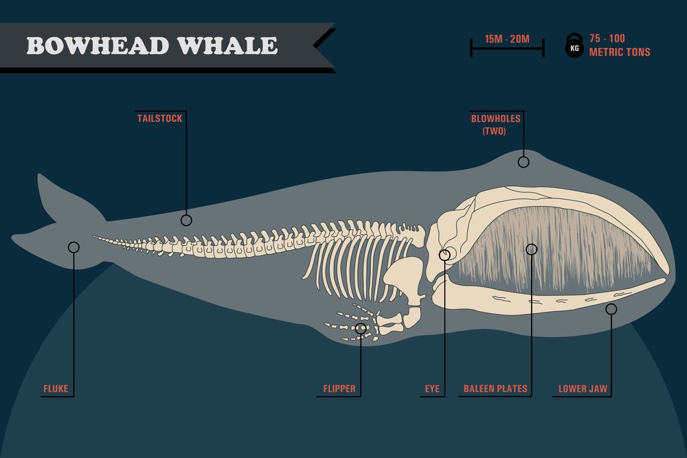 The Photographic Identification of Bowhead Whales