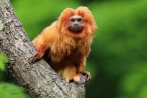 How Many Golden Lion Tamarins Are Left In The World?