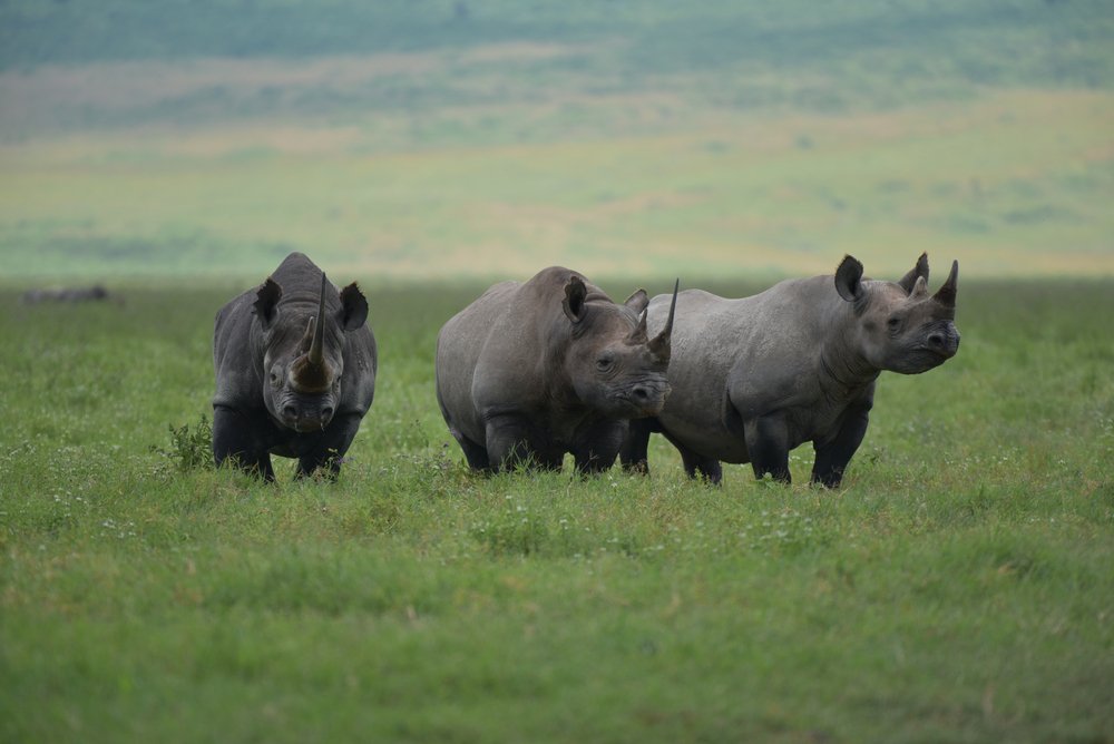 What Are The Conservation Efforts For Black Rhinoceros?