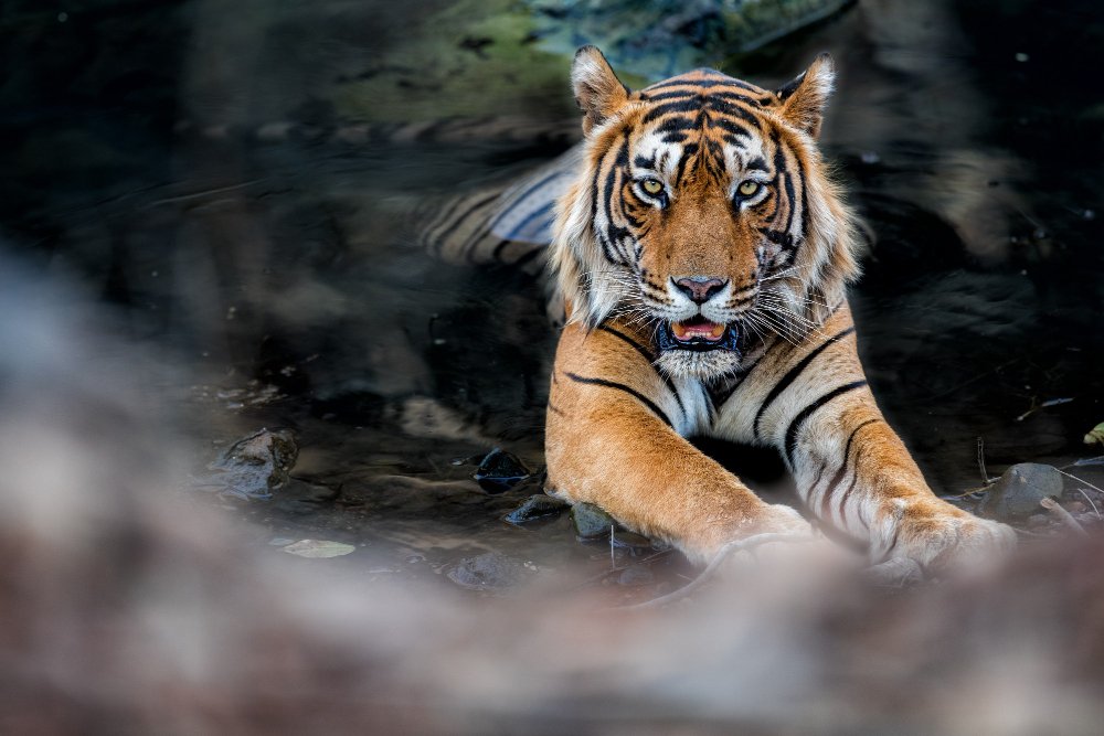 Effects Of Deforestation On Black Tiger's Population