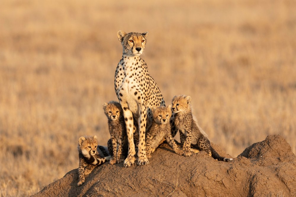 Where do cheetah's baby live

