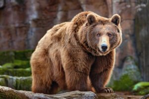 How Many Grizzly Bears Are Left In The World