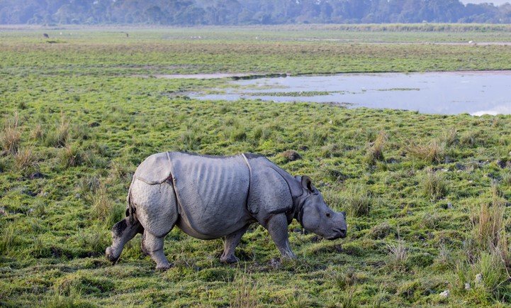 Globally One-horned Rhinos Population? Threats to One Horned Rhinos