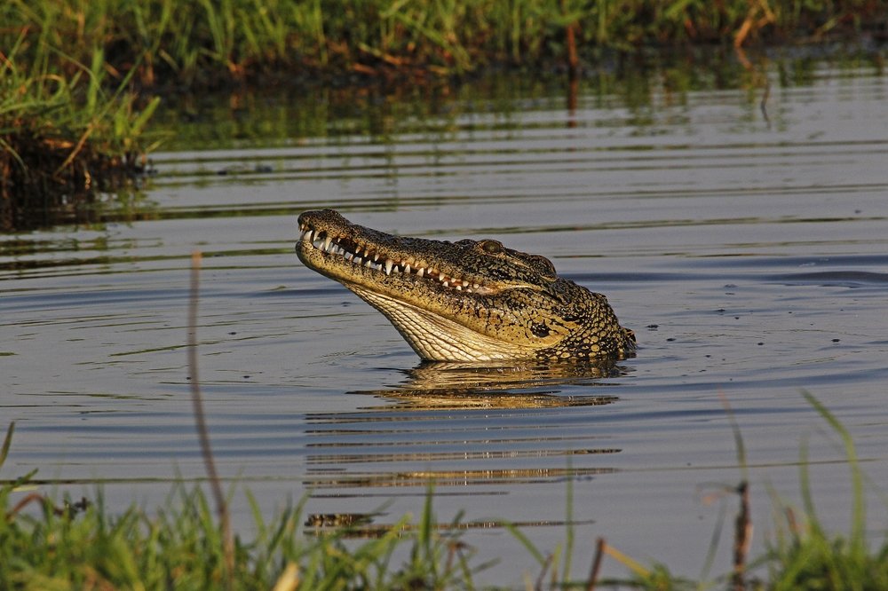 Characteristics of Nile Crocodile