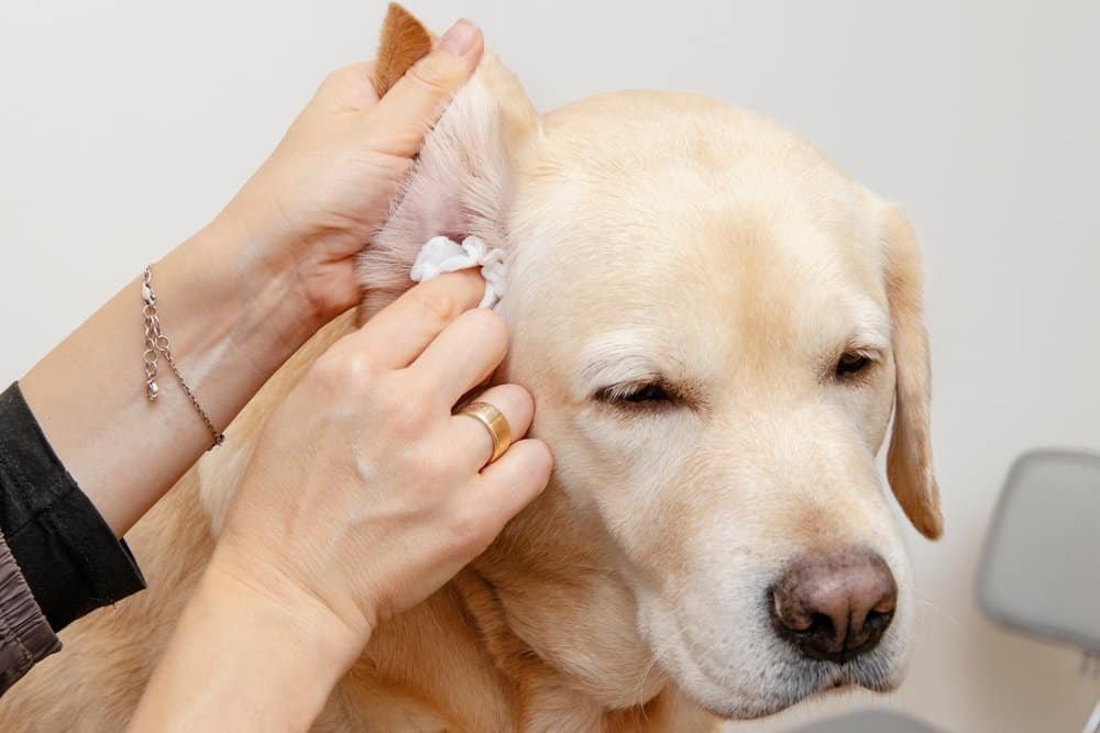 How Moisture Contributes to Ear Infections
