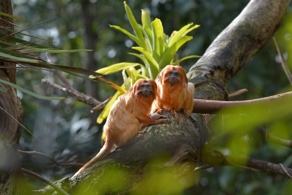 What Are The Eating habits For Golden Lion Tamarins?