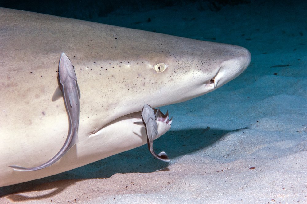 How Many Lemon Sharks Are Left In The World? Causes of Decline