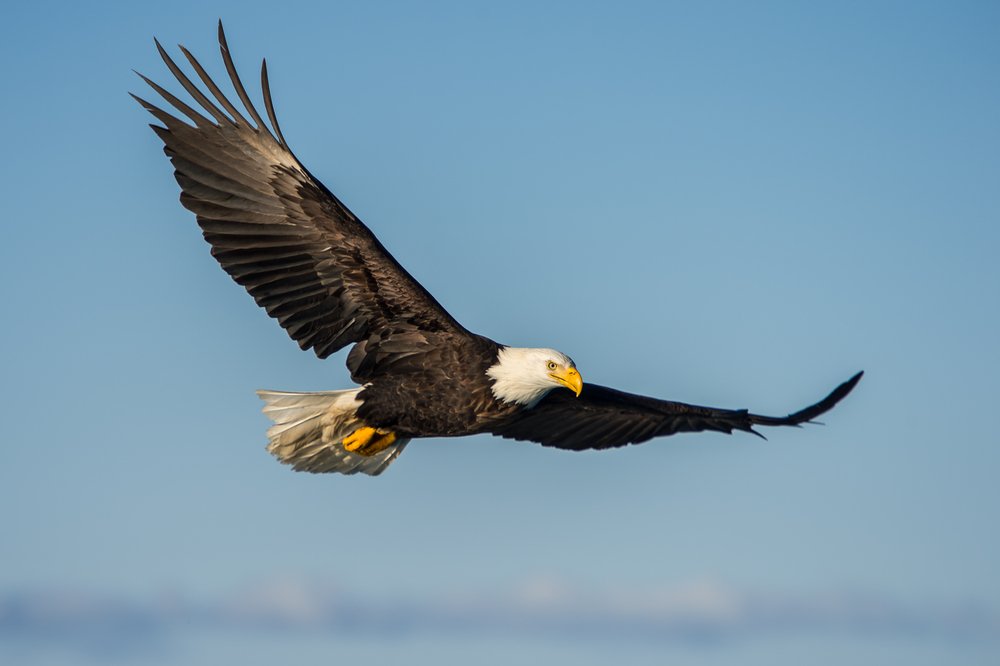 Other Factors Which Decline The Population Of Eagles