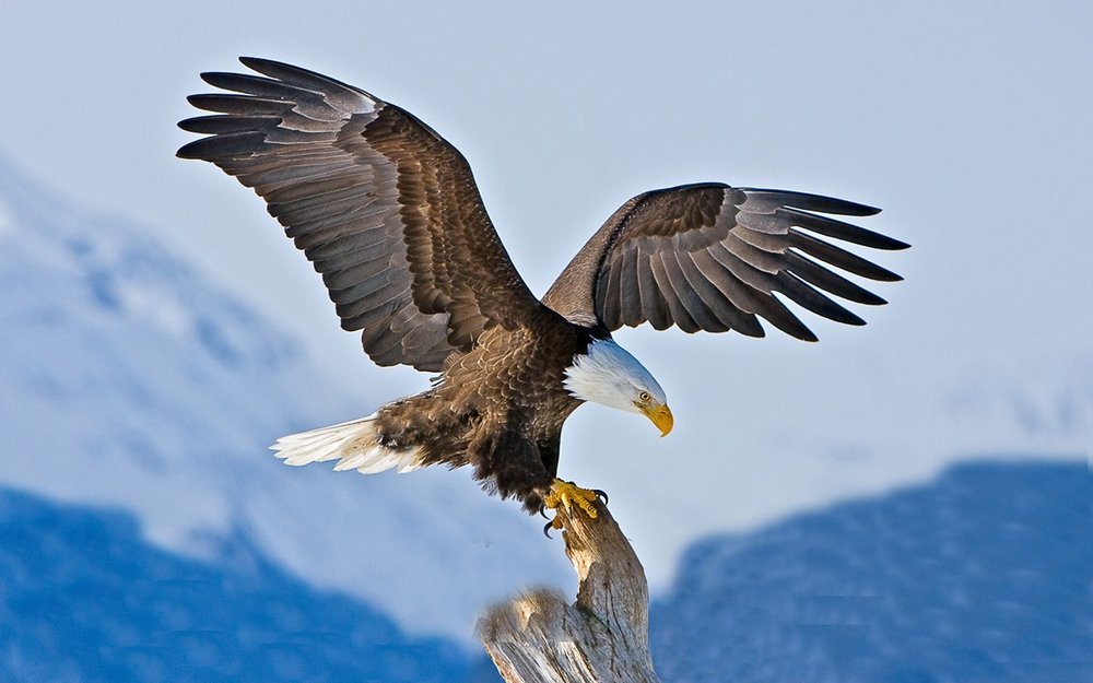 How To Protect Eagles And Their Population?
