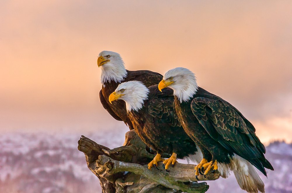 What Is The Current Populations Trends Of Eagles?