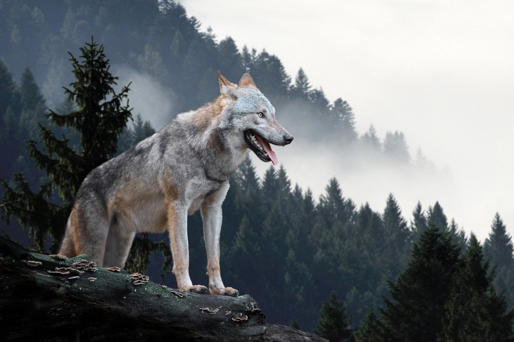 How Many Timber Wolves Are Left In World?