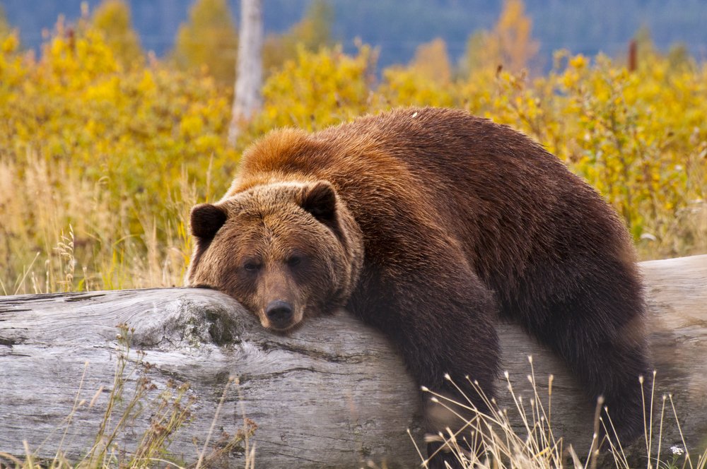 What Is The Current Population Of Grizzly Bears?