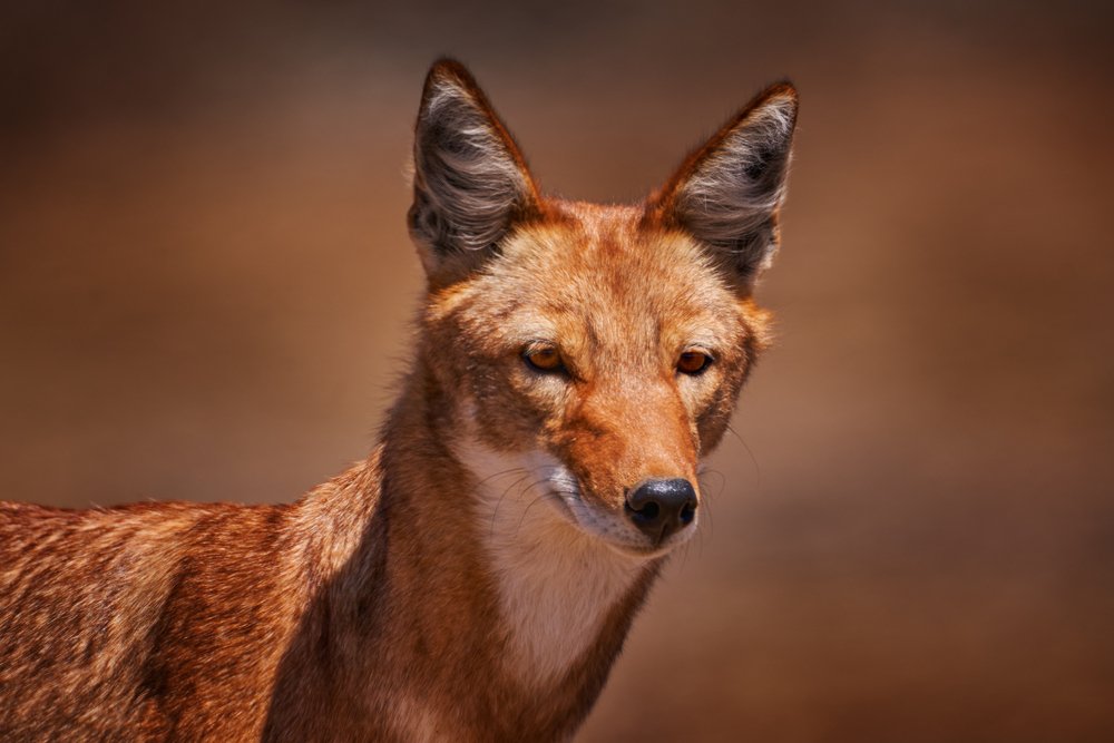 What Is The Behavior Of Ethiopian Wolf?