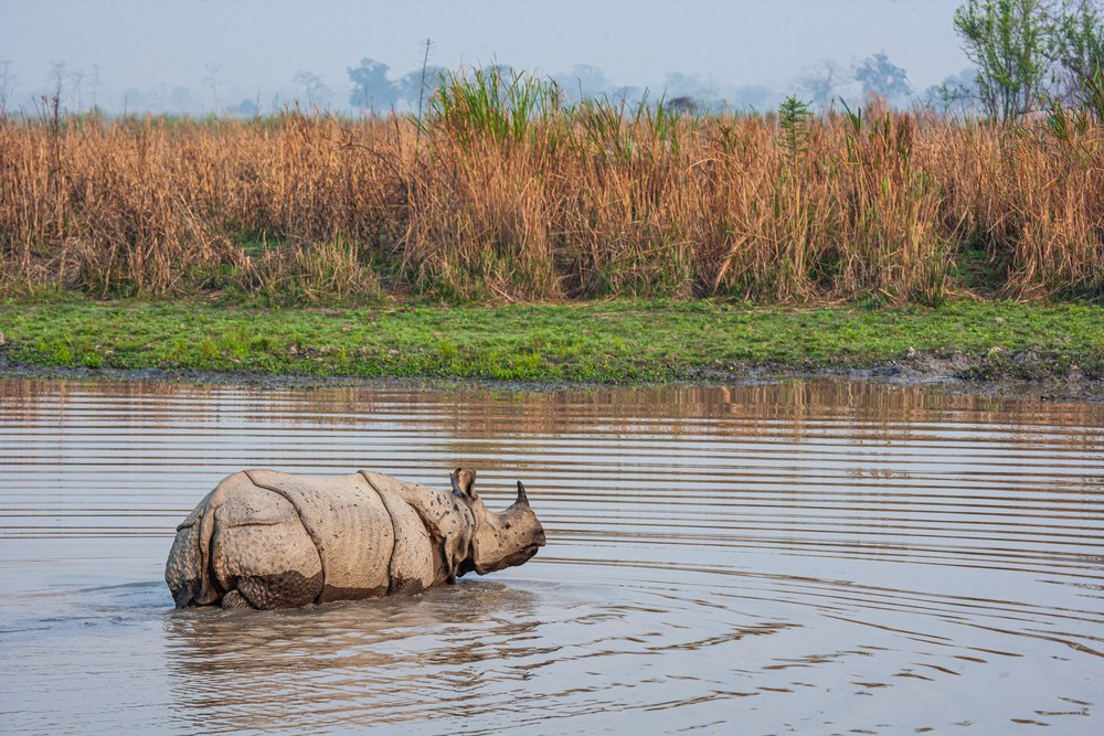 Status of the One-Horned Rhino Population