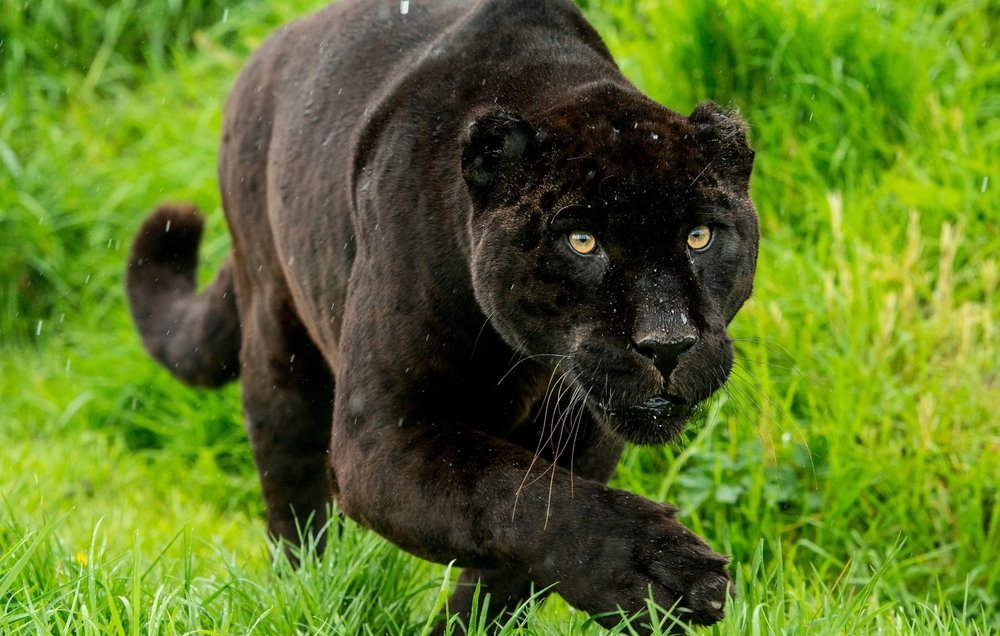 The Impact of Habitat on Panther Color