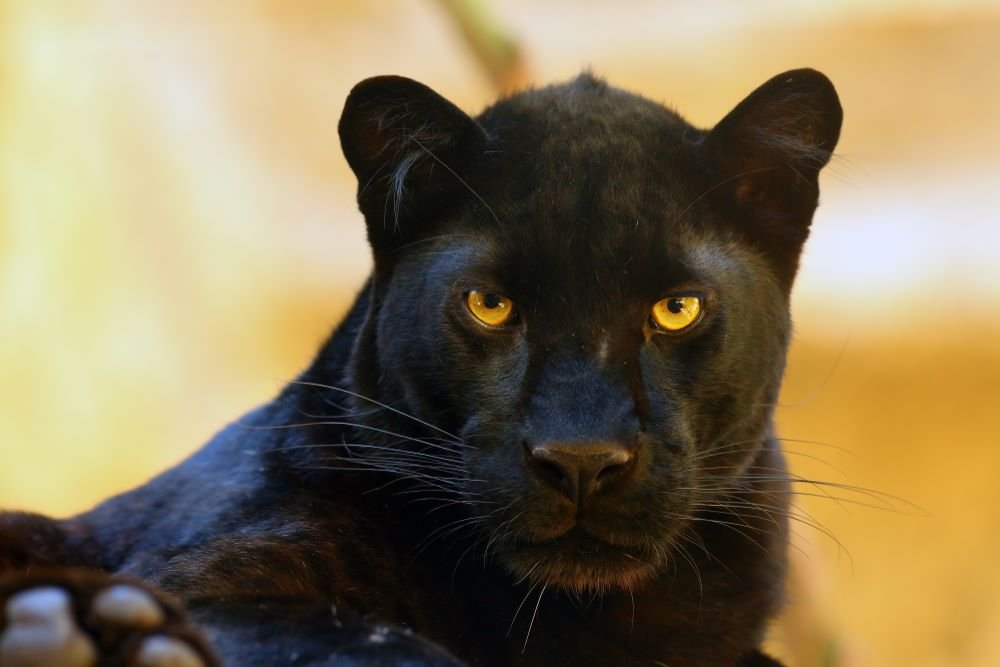 The rarity of black panthers