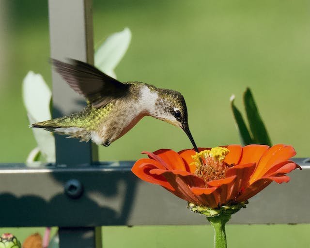 Hummingbirds and Ants: A Complicated Coexistence