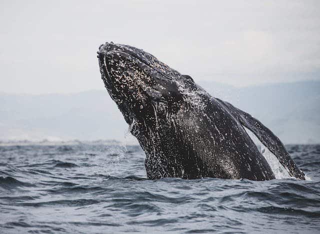 How Many Gray Whales Are Left In The World