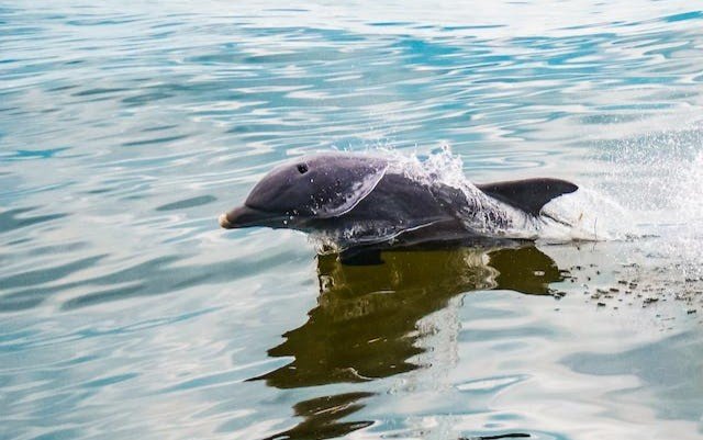 What is the Ecology and Behavior of Vaquita?