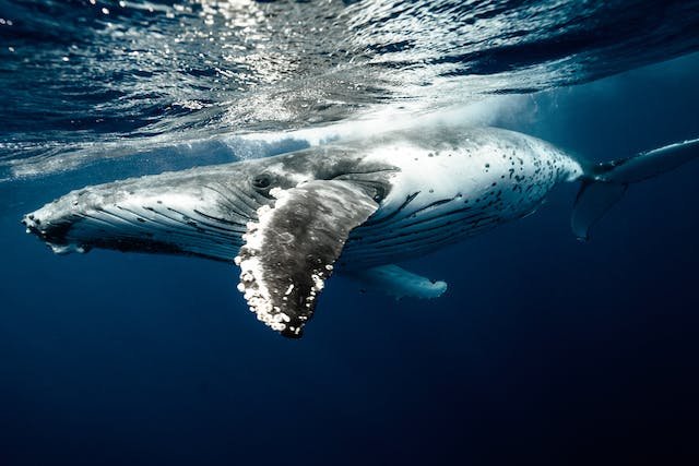 Are Bowhead Whales Dangerous