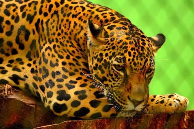 How Often Do Jaguars Need to Eats?