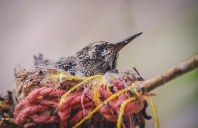 Do Hummingbirds Sleep During the Day?